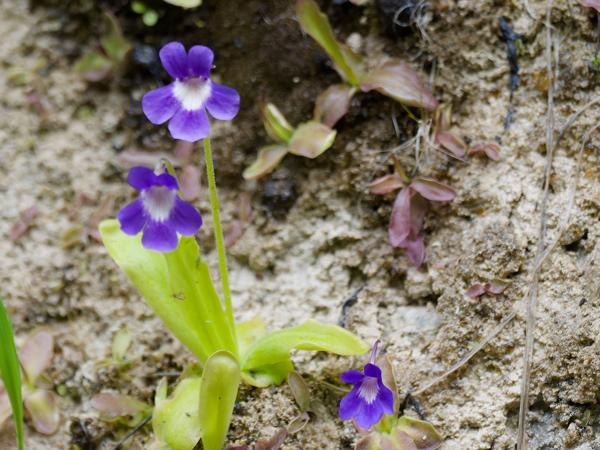 <h3><a href="/trips/ebro/biota/plantae/tracheophyta/magnoliopsida/lamiales/lentibulariaceae/pinguicula longifolia/pinguicula longifolia-nl.html">Pinguicula&nbsp;longifolia</a> /  / </h3>OM-1 Mark II met OLYMPUS M.300mm F4.0, 1/2000 sec  bij F4.0, ISO 5000, afstand 3.48&nbsp;m